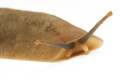 Veronicella sloanei semiadult